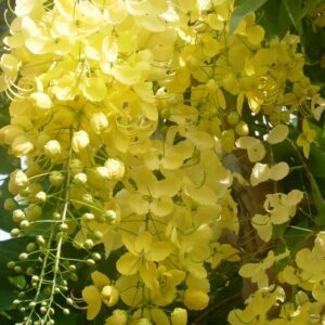 Cây Lan Hoàng Dương trồng ban công