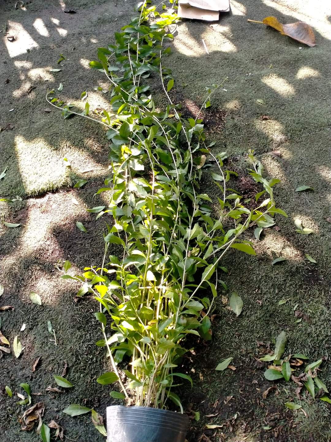 cây cúc tần ấn độ tại vườn dài 1m