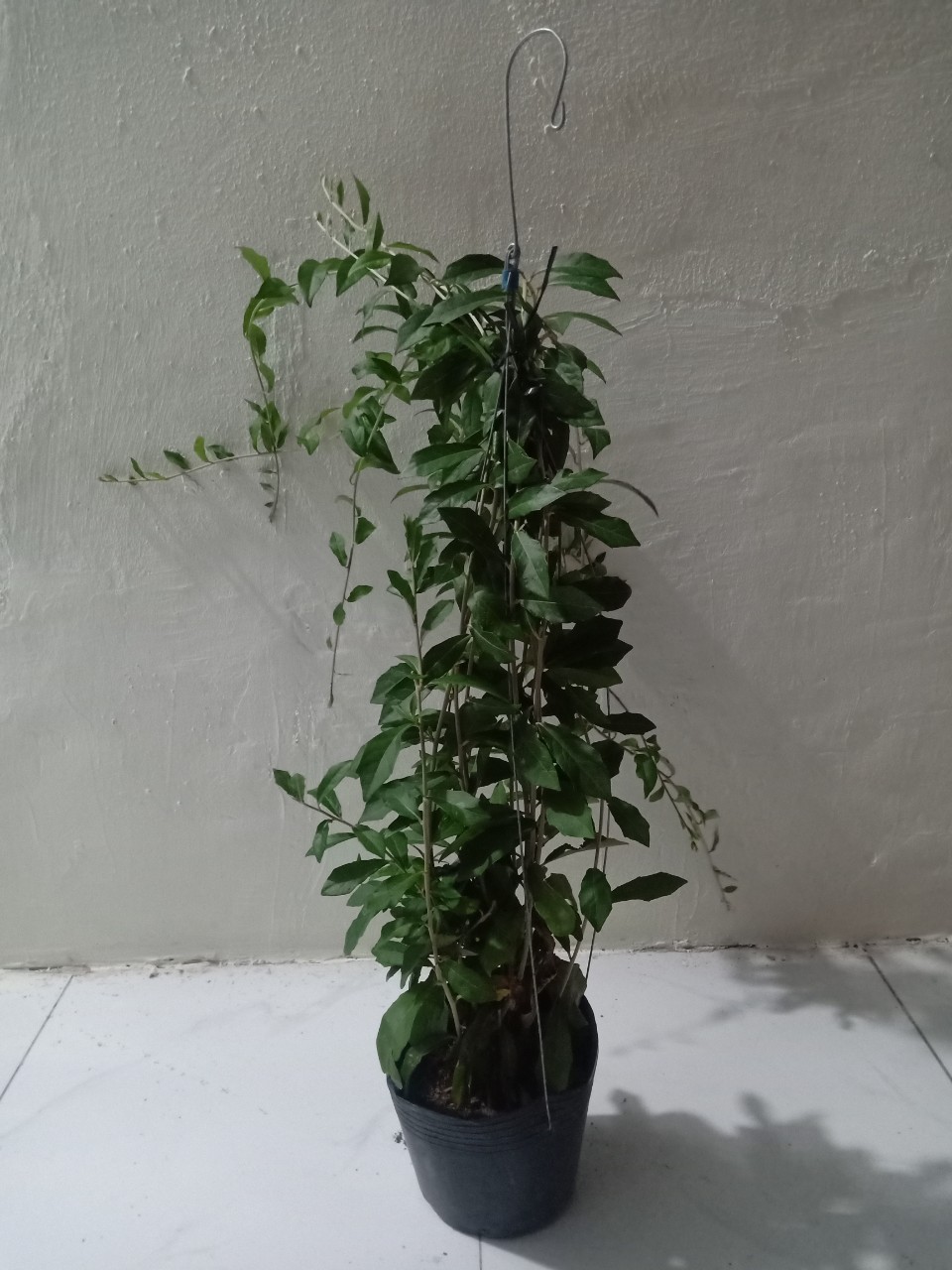 cây cúc tần ấn độ treo