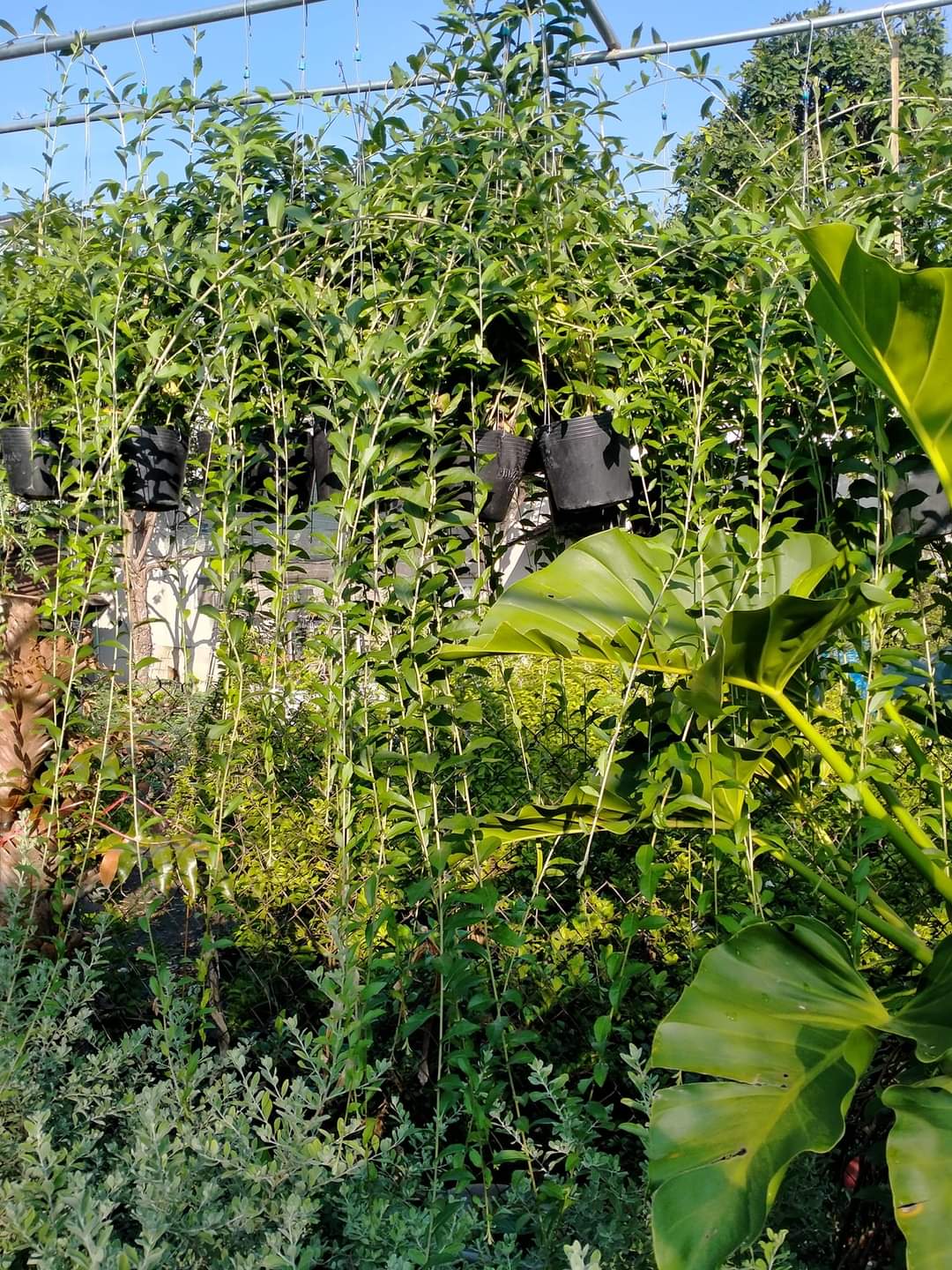 cây cúc tần ấn độ dài 1m5