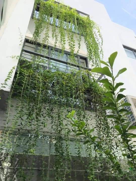 cây cúc tần ấn độ thi công cho khách hàng