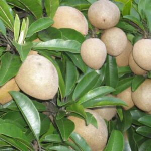 Cây sapoche lớn trồng chậu