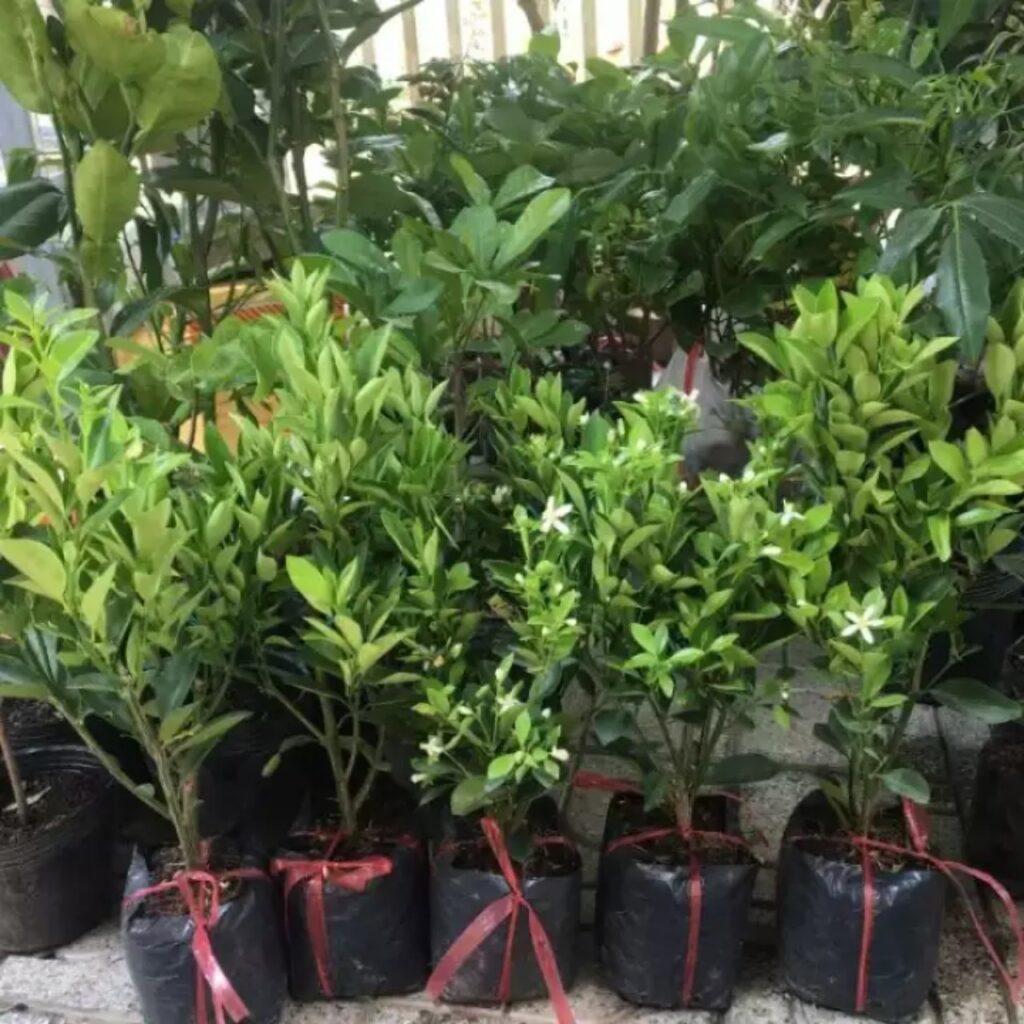 Cây Quất - cây quất trồng chậu - | Hoa Kiểng Phúc Lộc