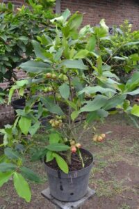 Kĩ Thuật Chăm Sóc Cây Mận An Phước Trồng Chậu