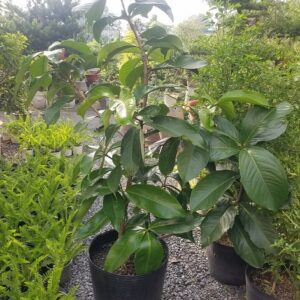 Cây mận điều đỏ miền tây tại tphcm