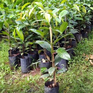 cây măng cụt thái tại vườn tphcm