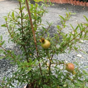 Cây lựu thái đang co trái tại tphcm