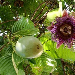 cây dưa gang tây tại vườn đang cho trái