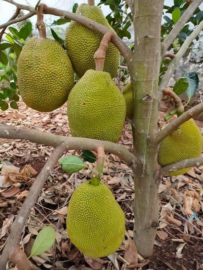 cây mít indo ruột đỏ trồng được 2 năm tuổi