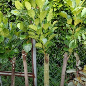 cây mít indo ruột đỏ cao 1m5