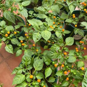 cây ớt peru đang có trái