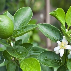 cây chanh không hạt đang có trái