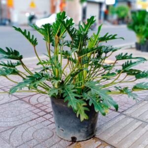 cây trầu bà chân vịt tại vườn tphcm sum xuê