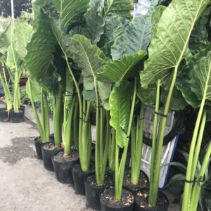 cây ráy voi tại vườn sum xuê cao 1m2