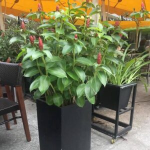 cây phúc lộc thọ trồng đang hoa tại vườn