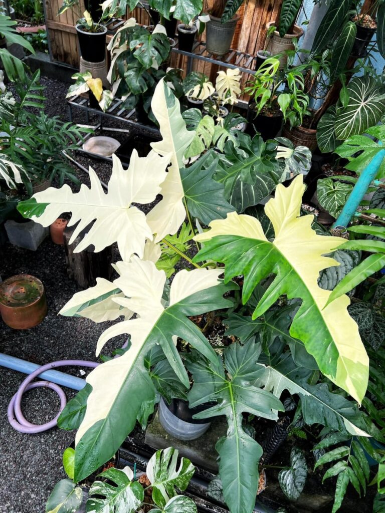 Cây Trầu Bà Rồng leo trụ Philodendron | Hoa Kiểng Phúc Lộc