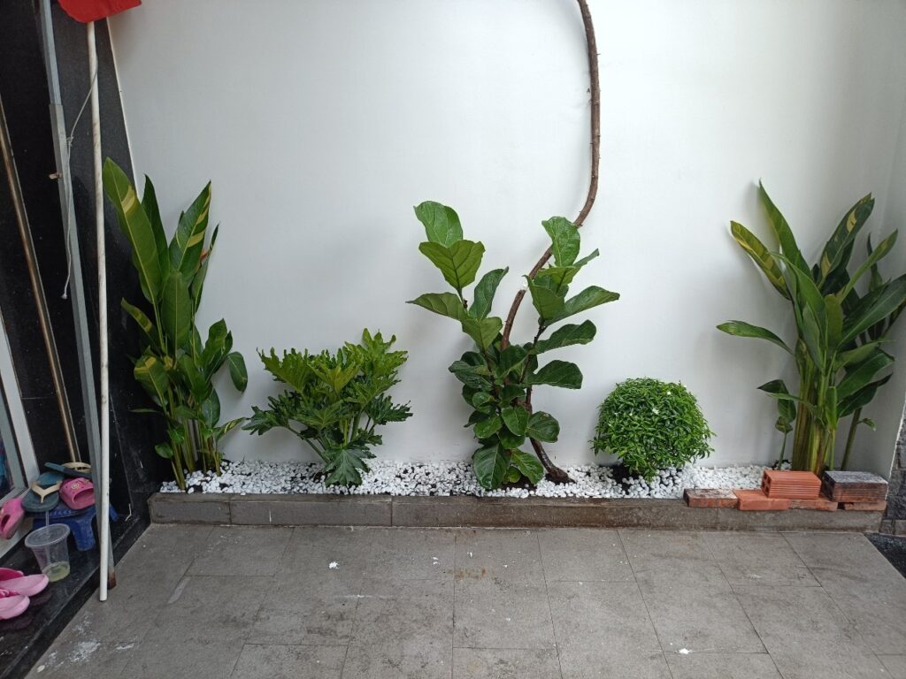 Trồng cây ban công sân thượng cho khách tphcm