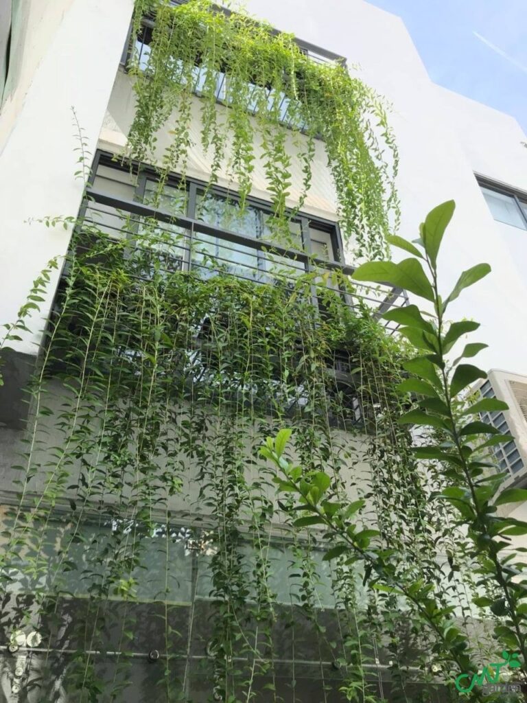 cây cúc tần ấn độ tại tphcm