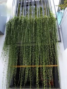 Cây cúc tần ấn độ dài 1m