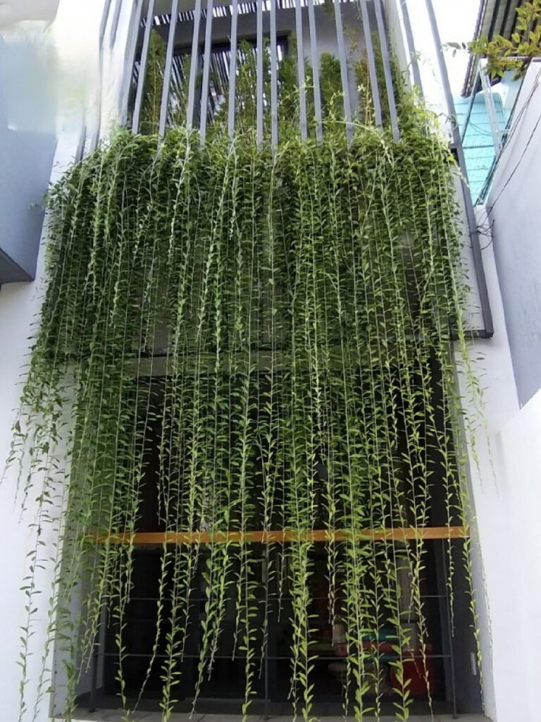 Cây cúc tần ấn độ dài 1m