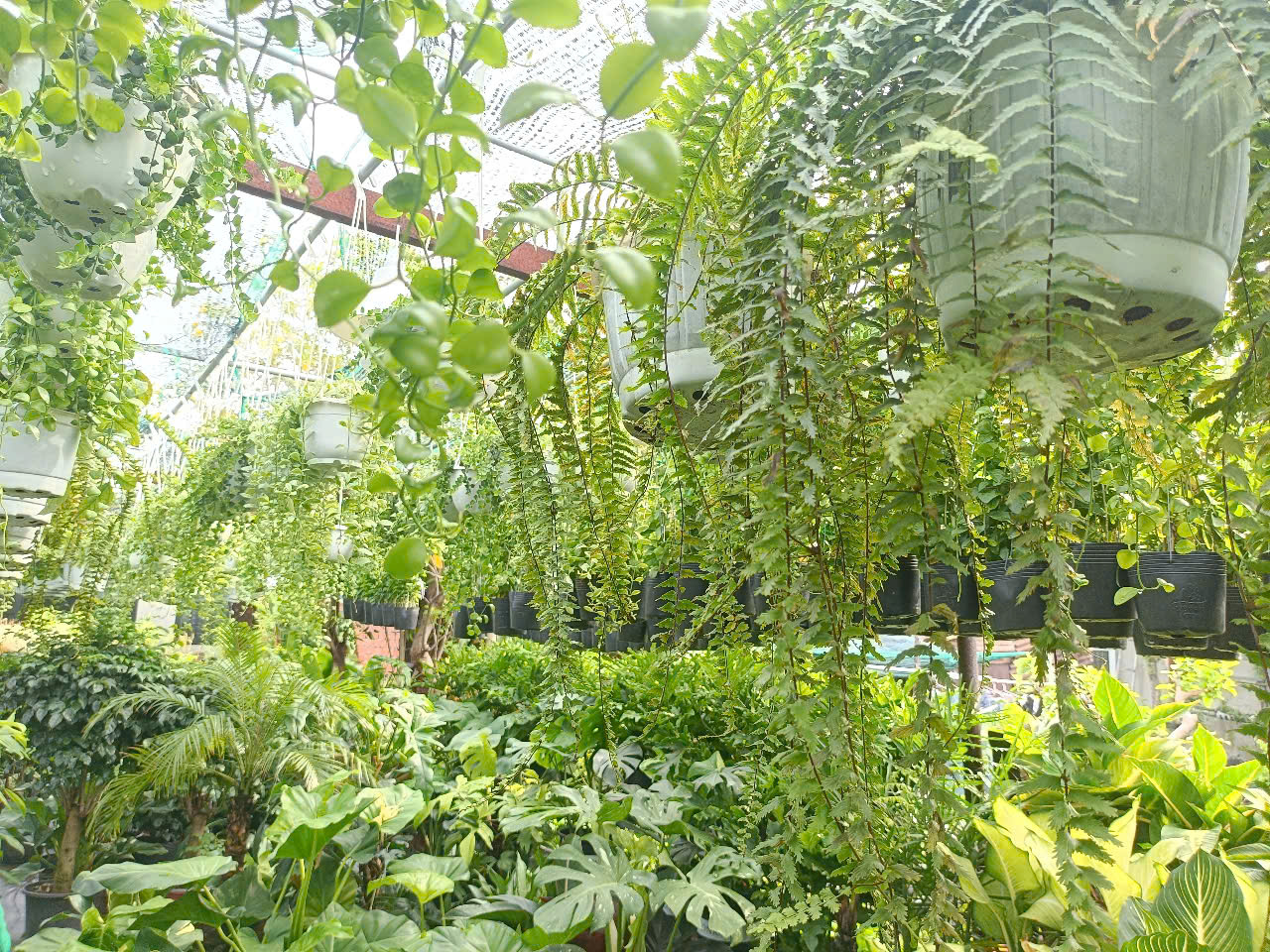 Hoa Kiểng Phúc Lộc