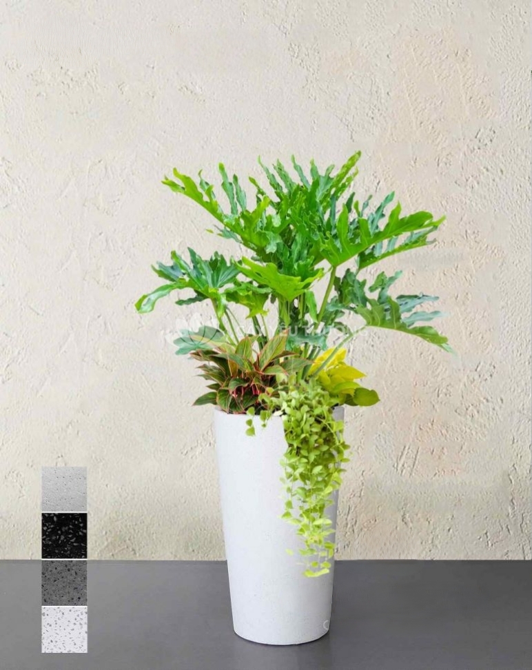 Thanh Xuân TRồng mix Chậu Sứ cao