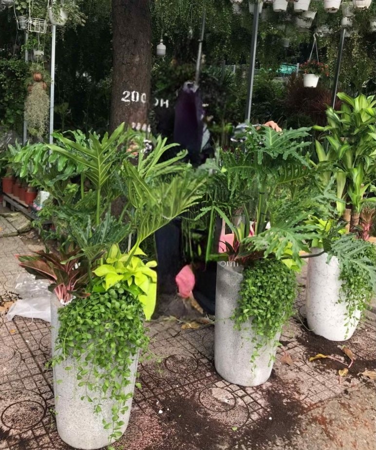 Cây thanh xuân trồng mix chậu đá mài cao