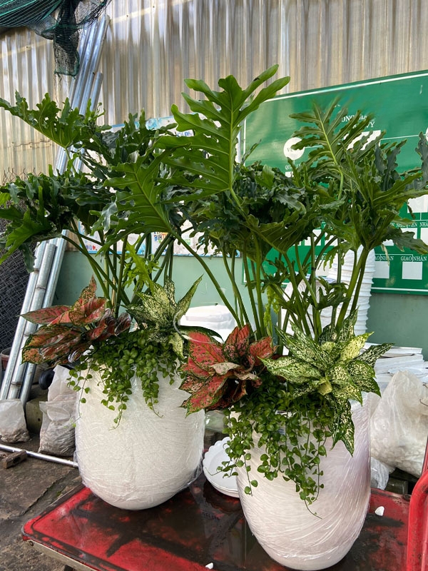 Cây thanh Xuân trồng mix chậu đá mài bầu