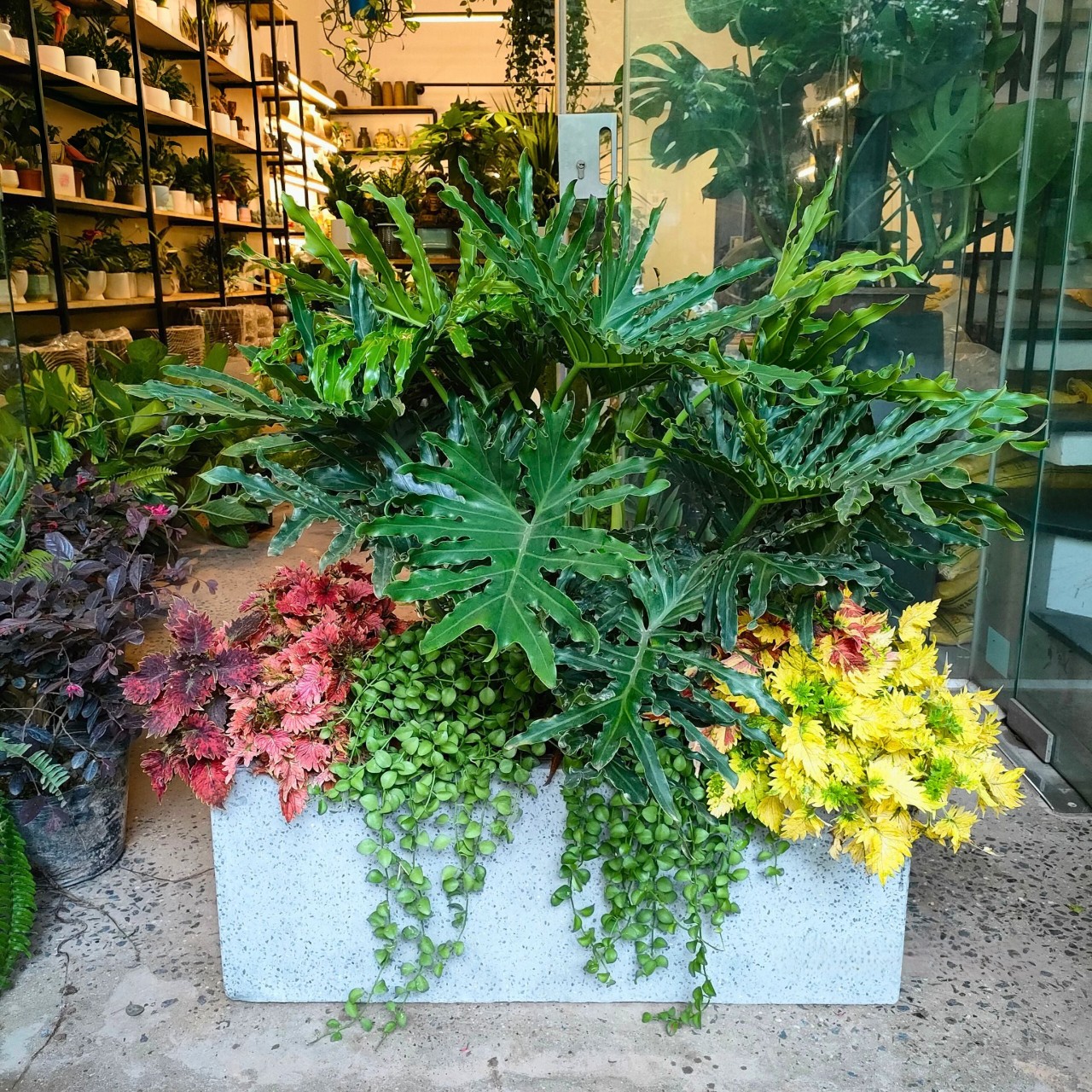 Cây thanh Xuân Trồng mix chậu Chữ Nhật dài 1m