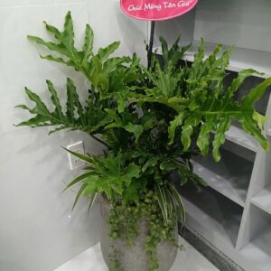 Cây Thanh Xuân Trồng Mix