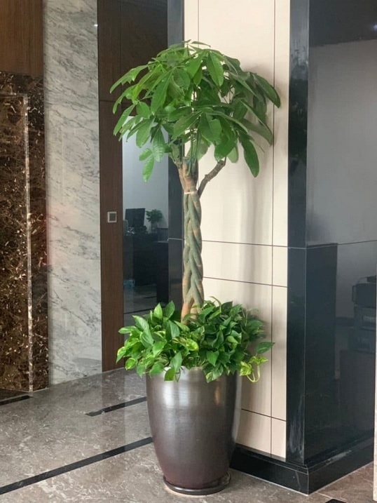 cây kim ngân mix trồng chậu đen