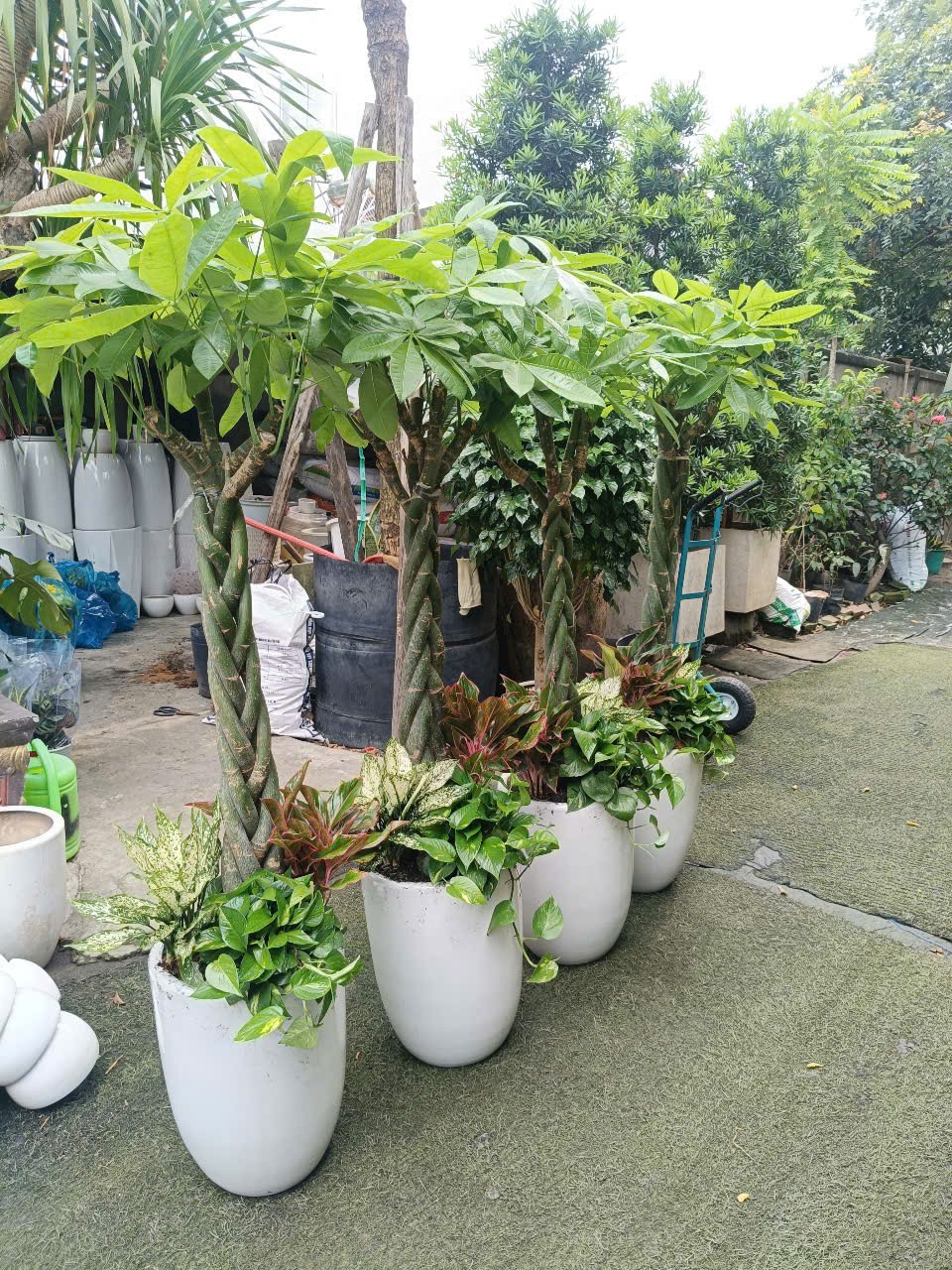 kim ngân bính mix chậu men sứ trắng trơn