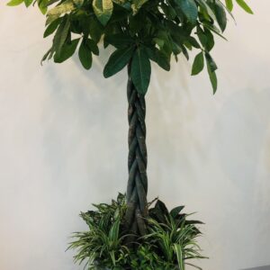 Cây Kim Ngân Mix Phong thủy rất tốt