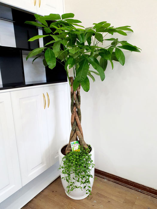 Cây kim ngân Mix trồng chậu sứ trắng