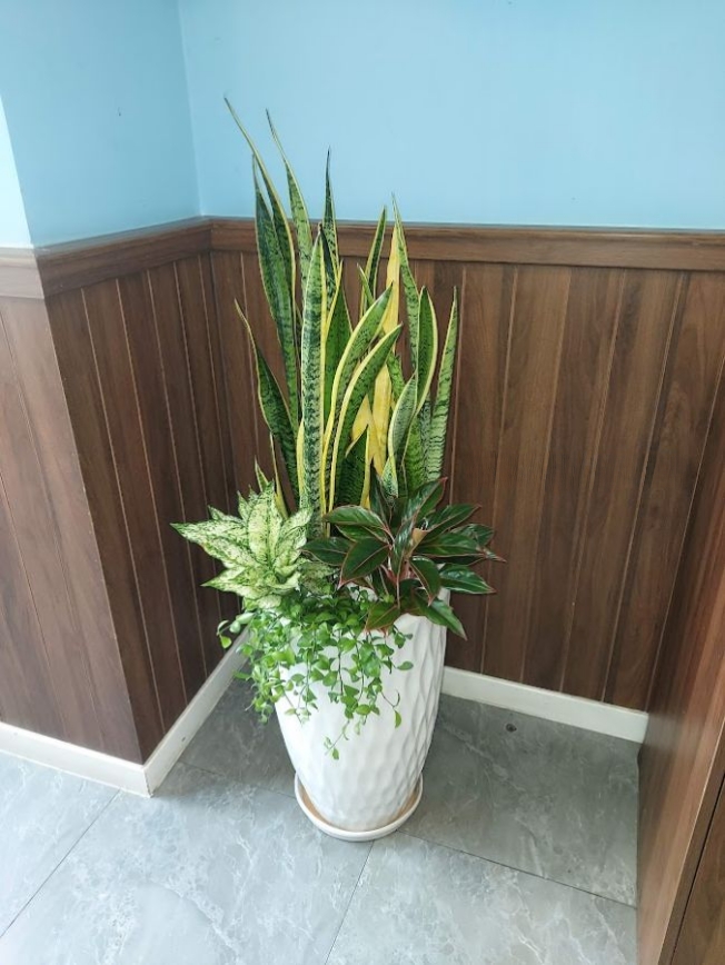 cây lưỡi hổ trồng mix chậu sứ trắng tổ ong