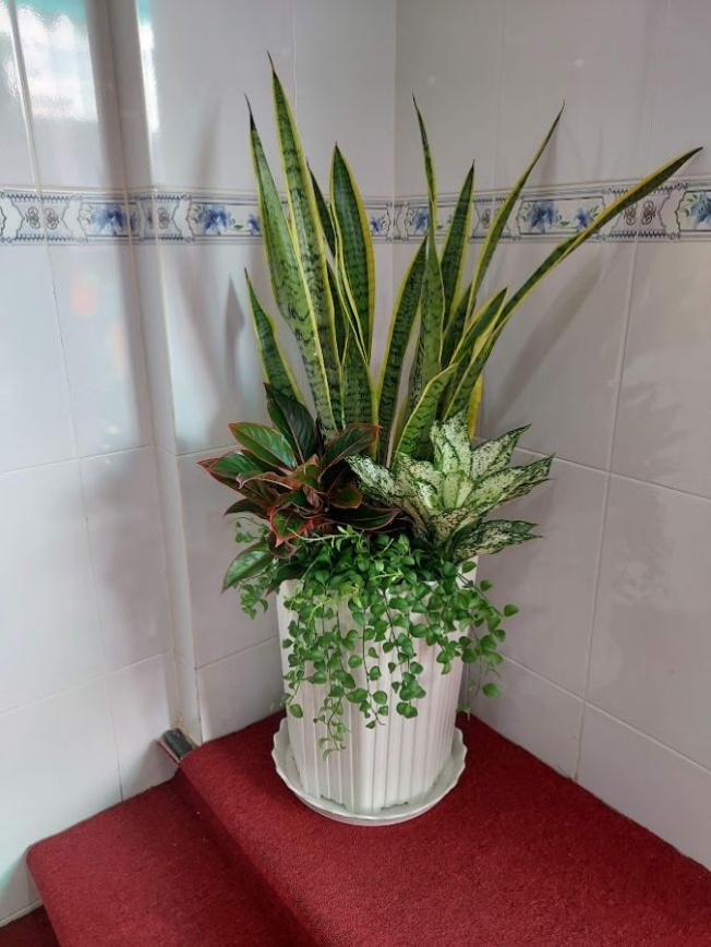 cây lưỡi hổ trồng mix chậu sứ sọc