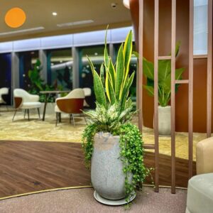 Cây Lưỡi Hổ Trồng Mix Chậu Đá Mài