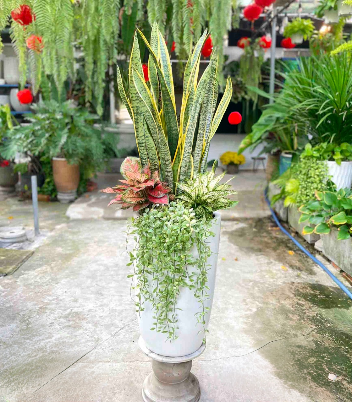 cây lưỡi hổ trồng chậu sứ trắng trơn