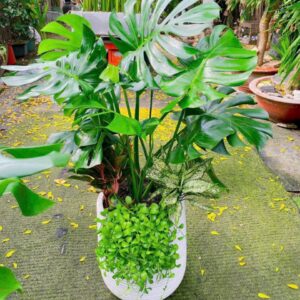 Cây Monstera trồng mix chậu sứ trắng