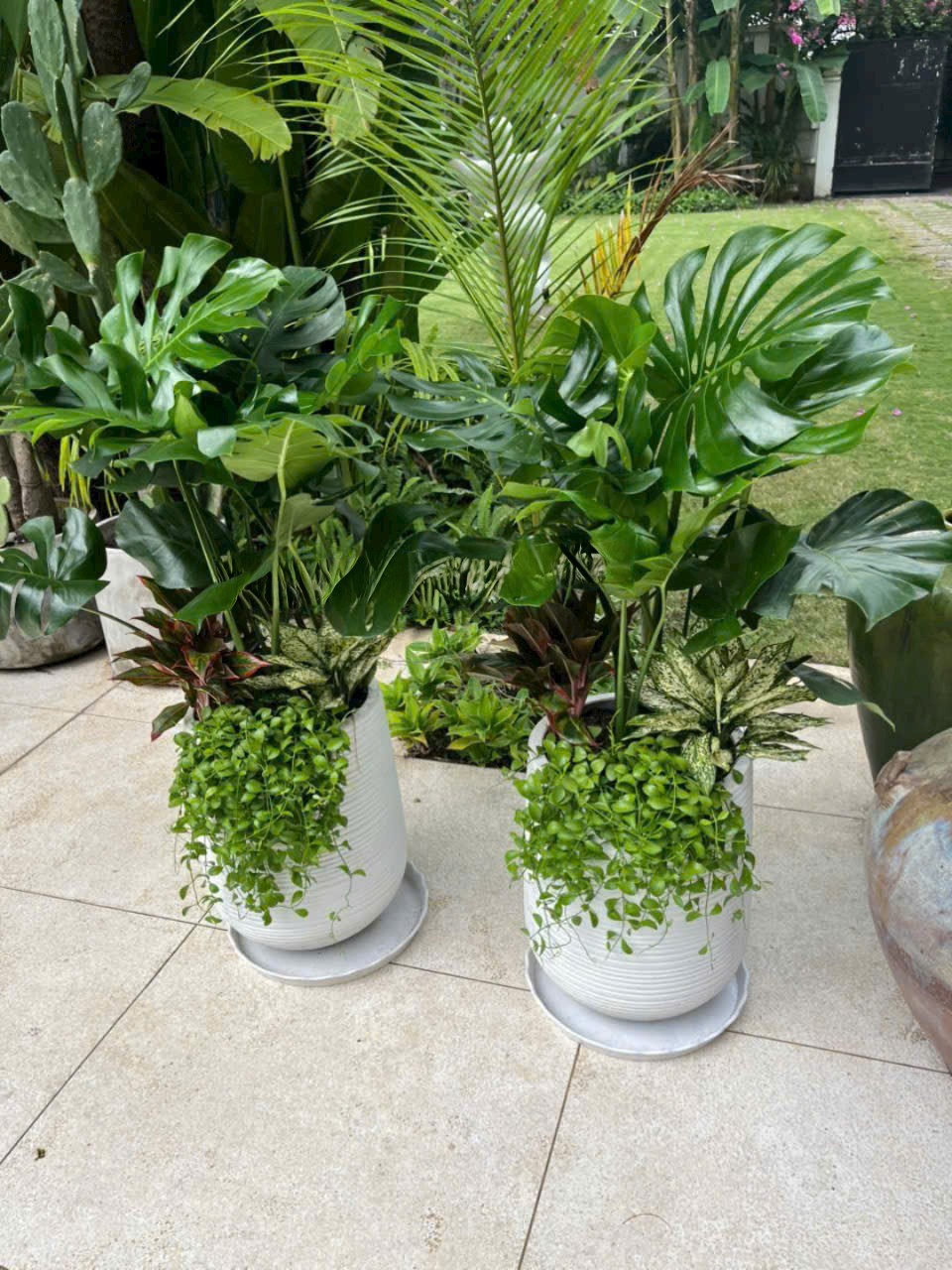 cây monstera trồng chậu sứ trắng