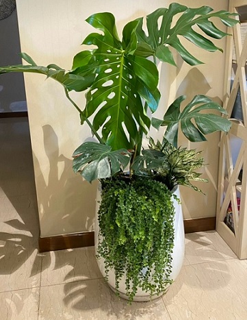 Cây Monstera trồng mix chậu đá mài bầu tròn