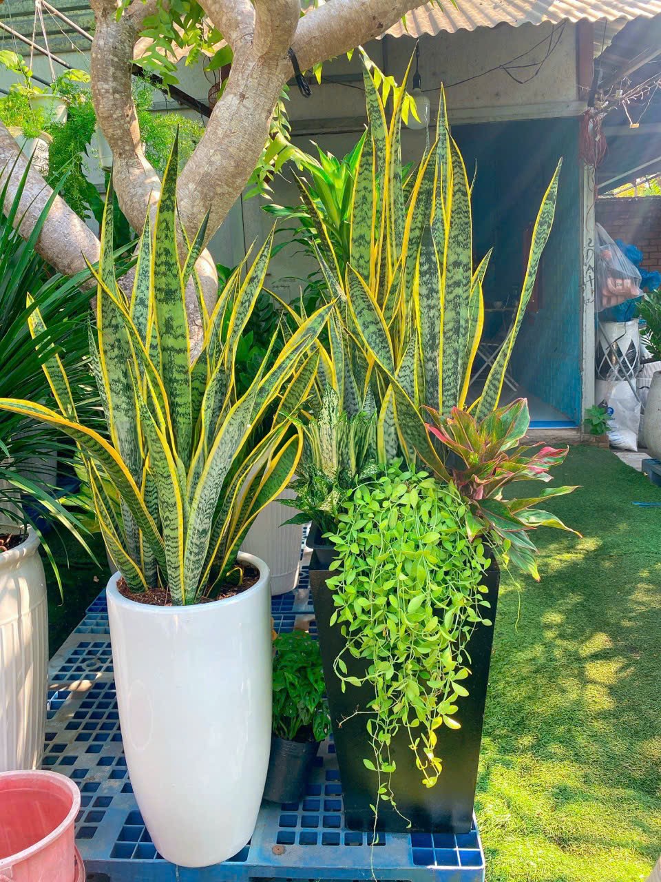 cây lưỡi hổ trồng chậu trụ đen cao