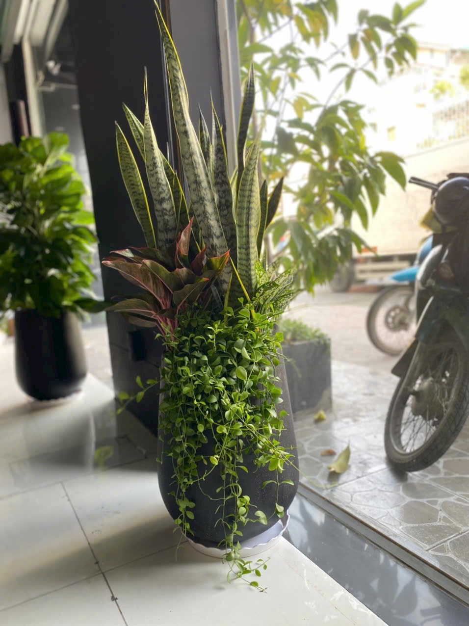 Cây Lưỡi hổ Trồng Mix chậu đá mài đen