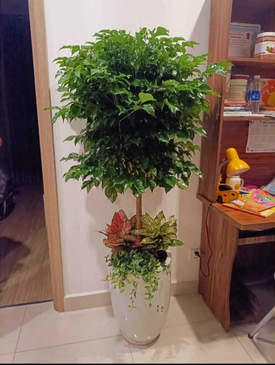 Cây hạnh phúc thoát thân trồng mix chậu sứ trắng