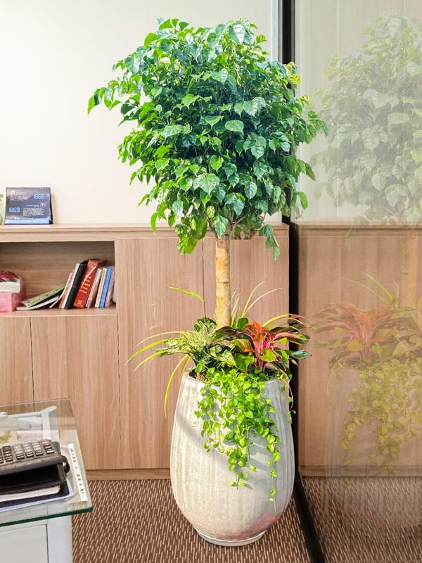 cây hạnh phúc dáng tree trồng mix chậu đá mài kiểu