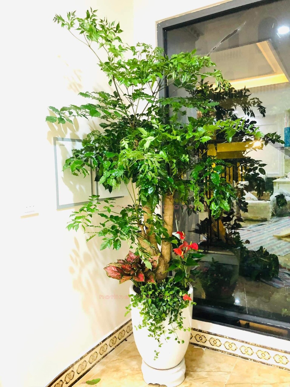 cây hạnh phúc lớn trồng mix chậu sứ trắng trơn