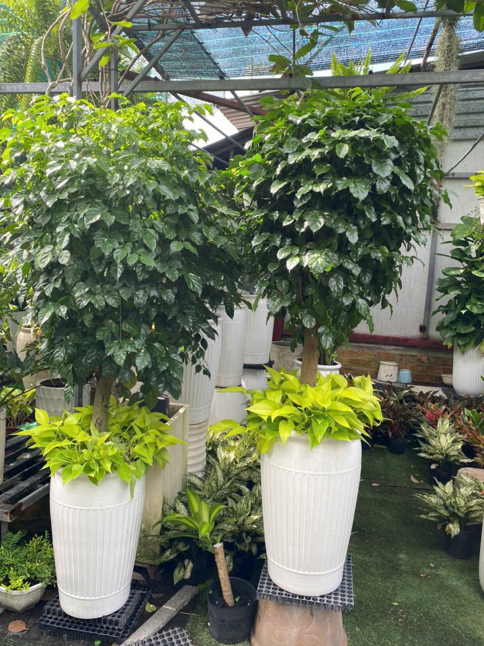 cây hạnh phúc thoát thân trồng mix với trầu bà thái vàng