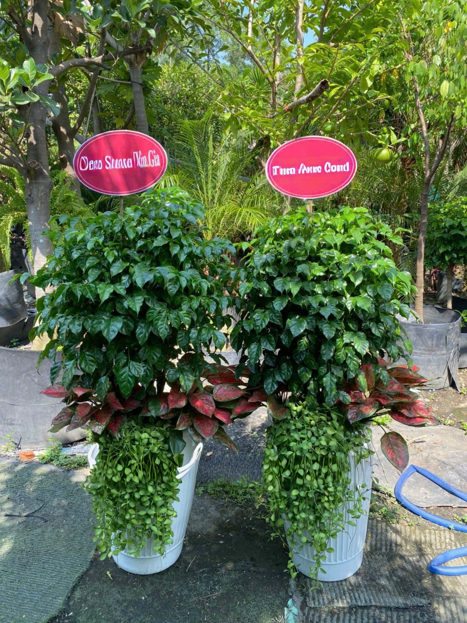 cây hạnh phúc trồng mix làm quà tặng