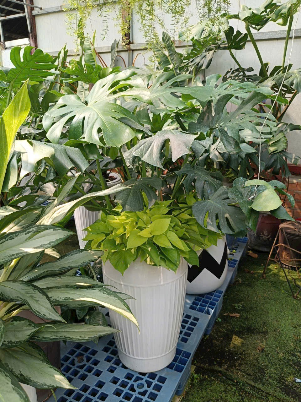 cây monstera trồng mix trầu bà thái vàng