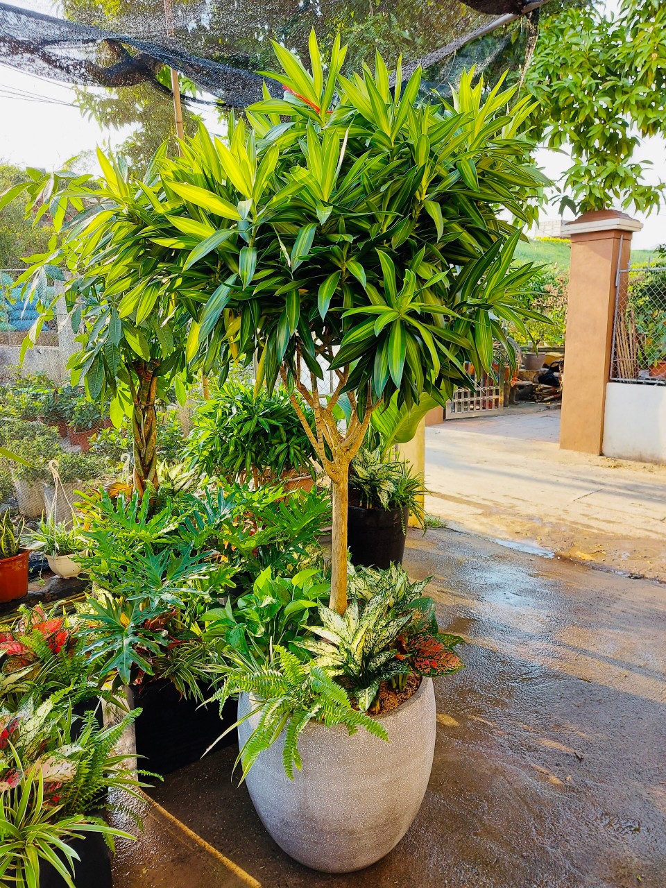 Cây trúc bách hợp trồng mix chậu đá mài bầu tròn